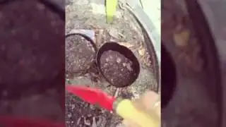 How to plant watermelon seeds. (Easy)
