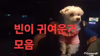 복부인 귀여운 말티푸 강아지 빈이 귀여운 영상 모음
