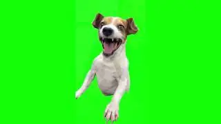 Green Screen Laughing Dog Meme | Green Screen