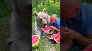 The little bear seeks help from humans 
