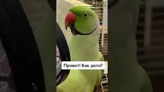 Говорящий ожереловый попугай Ричи