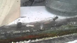 Fly cheating death