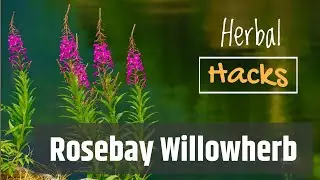 Rosebay Willowherb - Great For Stomach Upsets