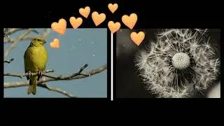 Bonjour petit oiseau