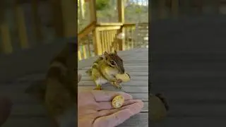 FEEDING CHIPMUNKS PEANUTS 🥜🐿😋 #shorts