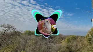 🐹Хомячок - Hip-hop hamster 1 #music