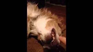 Let Sleeping Dogs Lie (Halo)