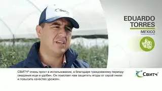 СВИТЧ® — фунгицид для защиты от серой гнили! Мировой опыт