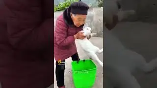 comedy video