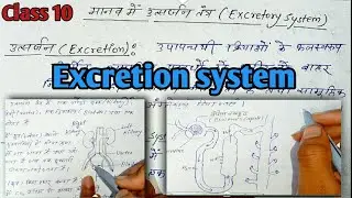 Excretion in human beings class 10 || Excretion system|| Life processes||