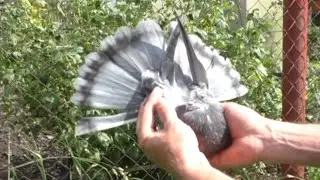 Такая ЧЕХАРДА.