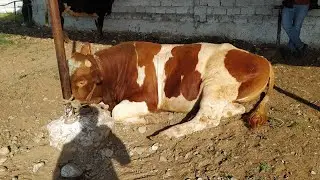 самый большой бык Сментал 