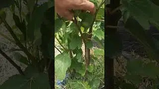 сад 9 июня