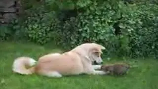 2 adopted foxes and the 'stepmom' dog
