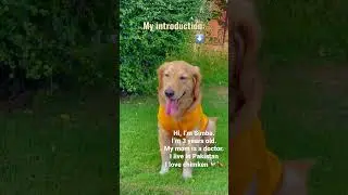Hi I’m Simba. What about you? #simba #goldenretriever #myintroductionvideo #viralshorts