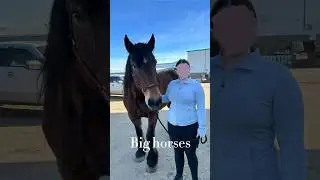 What’s your favourite size horse? #ilikebigboys #trend #horse #equestrian
