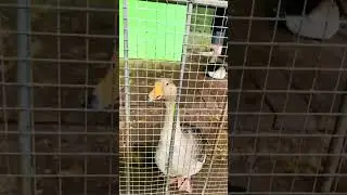 Привет от Гуся 👋