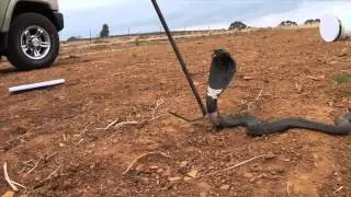 Releasing a Rinkhals