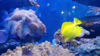 Yellow Fish!!