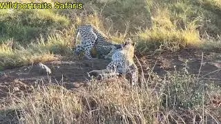 Playful cheetahs at Amboseli on a big cat show