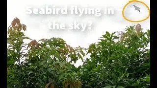 Something Strange Flying In The Sky December 28,2019?