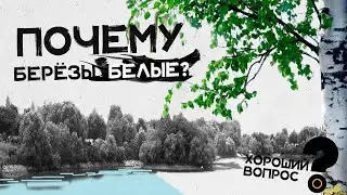 Почему берёзы белые? Хороший Вопрос