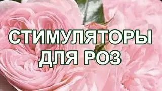 РОЗЫ. СТИМУЛЯТОРЫ. УДОБРЕНИЕ.  ПОМОЩЬ РОЗАМ! ХОЛОД, ДОЖДИ!