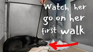 Watch the Moment Shut Down Black Shepherd Goes on her First Walk 🥹