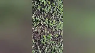 Спасаем  подсолнечник от сорника