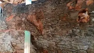 my leg was almost broken by this big log in the sawmill