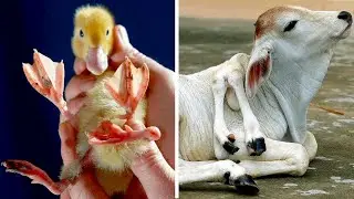 10 Most Shocking Animal Mutations