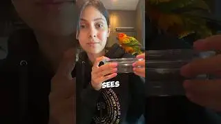 This bird accidentally found her forever home 🥺❤️ #shorts