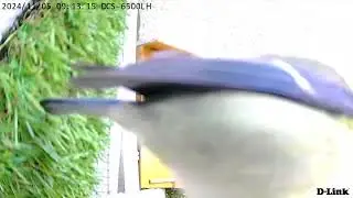 @Die am besten bewachte Nistkaste der Welt. 🤭🐦🏩♥️