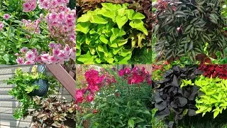 My garden. Gorgeous compositions. Tradescantias are pleasing! It's a pity about the phloxes. 26.0...