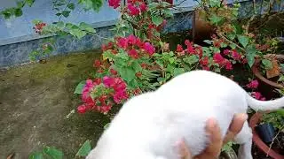 Chihuahua cái trắng 0974168738