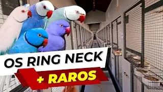 RING NECK BREEDING FACILITY - THE RAREST IN BRAZIL #ringneck