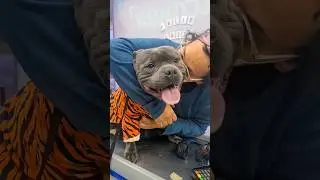 DEPOIS QUE CRESCEM FICAM PERIGOSOS? #dog #pitbull #cachorro #pet