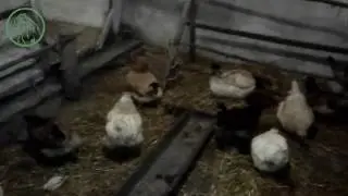 Переезд кур несушек в зимний курятник