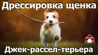 165. Дрессировка щенка джек рассел терьера. Как научить собаку командам
