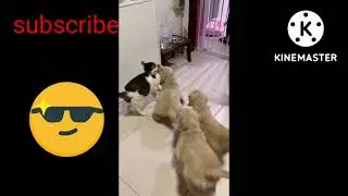 Funny animals 😂😂