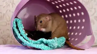 Mama rat Gillian Anderson