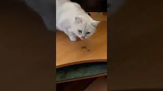 Вкусняшки кисульки 🐈 #cat#кот#британец#вкусняшки#жара