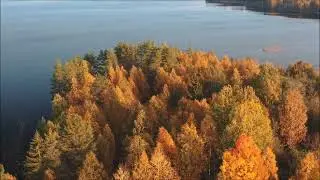 Forest Video Compilation - Full HD #36