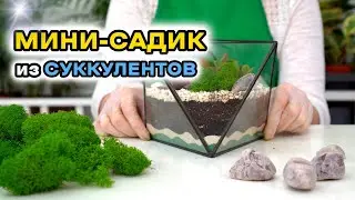Мини-садик из суккулентов своими руками