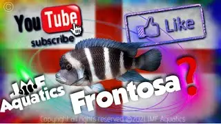 Frontosa?🤔