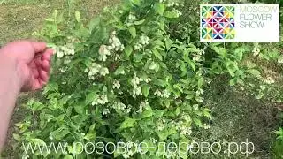 Выращивание голубики в саду