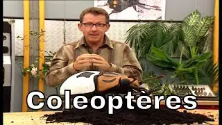 Qu'est-ce qu'un coléoptère ?  - C'est Pas Sorcier