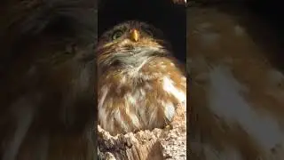 caburé cantando  
