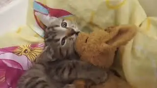 Котёнок и Собачка). Прикол с Котёнком