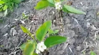 Японские груши. Цветение.